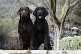 LABRADOR 710